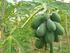 PENGARUH KONSUMSI PEPAYA (Carica papaya) DALAM MENURUNKAN INDEKS DEBRIS PADA ANAK USIA TAHUN DI SDN 103 MANADO