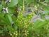 II. TINJAUAN PUSTAKA. A. Kedudukan Taksonomi dan Morfologi Cabai Rawit (Capsicum frutescen)