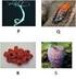 2. Perhatikan tabel berikut! Pengelompokan hewan tersebut berdasarkan... A. cara berkembangbiak B. jenis makanan C. tempat hidup D.