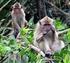 Profil Sel Darah Merah Monyet Ekor Panjang (Macaca fascicularis) Obes yang Hidup Liar di Pura Uluwatu, Bali