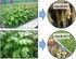Tabel 3. Konsentrasi P tanaman kentang yang diberi porasi dan inokulan Azospirillum sp. serta pupuk N, yang ditanam di Pangalengan.