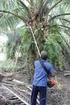 Aplikasi Alat Pemanen Sawit Tipe Gergaji Pada Lahan Miring dan Lahan Datar. Application of Palm Oil Harvester Type ChinSaw at Sloping and Flat Land