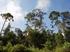 Teknologi rehabilitasi hutan rawa gambut terdegradasi