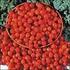 Giving Effect Tomato Fruit Juicer ( Solanum lycopersicum L) To Sedation Effect In Male Mice Strain BALB/C