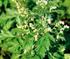 Minyak Atsiri dari Tanaman Baru cina (Artemisia vulgaris) Sebagai Obat Antibakteri dengan Spektrum Spesifik