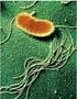 Peran Mikroorganisme Azotobacter chroococcum, Pseudomonas fluorescens, dan Aspergillus niger pada Pembuatan Kompos Limbah Sludge