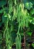 I. PENDAHULUAN. Buncis (Phaseolus vulgaris L.) adalah anggota sayuran genus Phaseolus yang