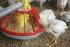 Cemaran Coliform pada Daging Ayam Pedaging yang Dijual di Swalayan di Denpasar