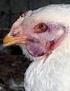 Perkembangan Kasus Avian Influenza (AI) pada Unggas Kondisi s/d 31 Mei 2014