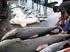 SUMBERDAYAIKAN CUCUT (HIU) YANG TERTANGKAPNELAYAN DI PERAIRANLAUT JAWA [The shark resource caught by fishermen in Java Sea]