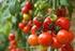 Peningkatan Produksi dan Kualitas Tomat (Lycopersicon esculentum) dengan Sistem Budi daya Hidroponik
