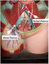 6. Siklus peredaran darah besar meliputi... a. ventrikel kiri - nadi - seluruh tubuh - atrium kanan