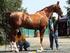 KAJIAN KEPUSTAKAAN. kuda Pony dengan tinggi pundak kurang dari 140 cm. dianggap sebagai keturunan kuda-kuda Mongol (Przewalski) dan kuda Arab.
