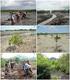 ABSTRACT. Keywords: Mangrove Forest, Participation, Conservation, Community