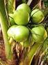 II. TINJAUAN PUSTAKA. Kelapa (Cocos Nucifera Linn) merupakan tanaman perkebunan/industri berupa