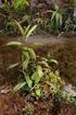 PADA KANTONG SEMAR (Nepenthes gymnamphora Nees) DI TAMAN NASIONAL GUNUNG HALIMUN-SALAK, JAWA BARAT