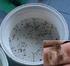 Pemeliharaan Zoea-5 dan Megalopa Kepiting Bakau, Scylla olivacea dengan Wadah Berbeda