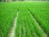 PEMBAHASAN L? Respons tanaman padi terhadap pemupukan nitrogen yang. sebagai persawahan dianggap masih belum memuaskan.