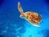 I. PENDAHULUAN. Penyu adalah kura-kura laut. Penyu ditemukan di semua samudra di dunia.