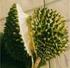 BAB II TINJAUAN PUSTAKA. Buah durian yang berasal dari pohon durian (Durio zibethinus L.) banyak