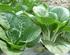 Aplikasi Pupuk Organik Cair pada Tanaman Caisim (Brassica juncea) dan Tanaman Selada (Lactuca sativa L.) di Ultisol Lapisan Bawah