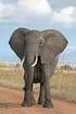 II. TINJAUAN PUSTAKA 2.1. Klasifikasi Gajah Sumatera (Elephas maxius sumateranus) Menurut Lekagung dan McNeely (1977) klasifikasi gajah sumatera