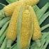 I. PENDAHULUAN. Tanaman jagung (Zea mays L.) merupakan tanaman yang penting bagi Indonesia.