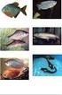 Kata Kunci : Heterosis; Ikan Nila (Oreochromis niloticus); Pertumbuhan.