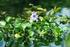 PEMANFAATAN SERAT SELULOSA ECENG GONDOK (Eichhornia Crassipes) SEBAGAI BAHAN BAKU PEMBUATAN KERTAS: ISOLASI DAN KARAKTERISASI