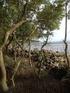 Community Structure Gastropod on Mangrove Ecosystems in the Kawal River Kabupaten Bintan