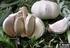 PENGUJIAN EKSTRAK BAWANG PUTIH (Allium sativum Linn.) TERHADAP PENYAKIT BENGKAK AKAR (Meloidogyne spp.) PADA TANAMAN TERUNG (Solanum melongena L.