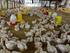 Analisis Pendapatan Usaha Ternak Ayam Ras Pedaging Pada Pola Usaha Yang Berbeda Di Kecamatan Cingambul Kabupaten Majalengka