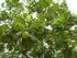 TINJAUAN PUSTAKA. Taksonomi Tanaman Sukun (Artocarpus communis Forst.) : Sukun (Aceh) Hatopul (Batak) Amu (Meteyu) : Sukun (Jawa) Sakon (Madura)