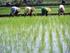 Jumlah rumah tangga usaha pertanian di Kabupaten Donggala Tahun 2013 sebanyak rumah tangga