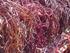 Tepung Rumput Laut (Eucheuma Cottonii) Menaikkan Level Superoksida Dismutase (Sod) Ginjal Tikus Hiperkolesterolemia