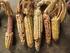 The Potential of Some Maize Varieties for Production of Baby Corn (Zea mays L.). Daya Genetik Pertanian ABSTRACT