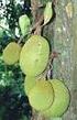 I. PENDAHULUAN. Tanaman nangka (Artocarpus heterophyllus Lamk.) adalah jenis tanaman