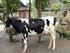 Tampilan kualitas susu sapi perah akibat imbangan konsentrat dan hijauan yang berbeda