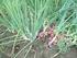 RESPON PERTUMBUHAN DAN PRODUKSI TANAMAN BAWANG MERAH (Allium ascalonicum L.) DENGAN PENAMBAHAN PUPUK ORGANIK CAIR ABSTRAK