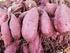 I. PENDAHULUAN. Pemanfaatan ubi jalar ungu sebagai alternatif makanan pokok memerlukan