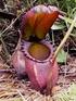 2.1 Tanaman Kantong Semar (Nepenthes spp. )