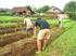 Pengembangan pertanian organik (kasus penerapan pupuk organik pada padi sawah di kecamatan arga makmur; Kabupaten Bengkulu Utara, Propinsi Bengkulu)