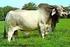 II. TINJAUAN PUSTAKA. Sapi Limousin merupakan keturunan sapi Eropa yang berkembang di Perancis.