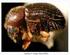 TINJAUAN PUSTAKA. Serangga Hypothenemus hampei Ferr. (Coleoptera : Scolytidae). Penggerek buah kopi (PBKo, Hypothenemus hampei) merupakan serangga