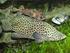 Ikan kerapu bebek (Cromileptes altivelis, Valenciences) - Bagian 1: Induk