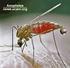 IDENTIFIKASI NYAMUK ANOPHELES SP DEWASA DI WILAYAH ENDEMIS DAN NON ENDEMIS MALARIA KECAMATAN BONTO BAHARI BULUKUMBA