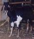 KERAGAMAN PROTEIN PLASMA DARAH KAMBING JAWARANDU DI KABUPATEN PEMALANG (Blood Plasm Protein Variability of Jawarandu Goat in Pemalang, Central Java)