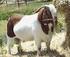 BAB I PENDAHULUAN. berasal dari persilangan kambing Ettawa (Jamnapari) dari India dan kambing