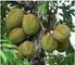 Synthesis of Bioethanol from Durian (Durio zibethinus) Seeds
