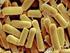 TINJAUAN PUSTAKA Sifat Insektisida Bacillus thuringiensis